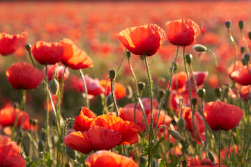 Fototapeta premium Poppy fields blooming in a sea of red, poppies 