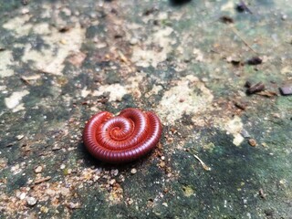 Close up double millipede is roll up in a circle on the floor tile.