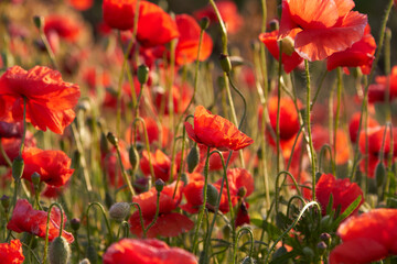Poppy fields blooming in a sea of red, poppies 