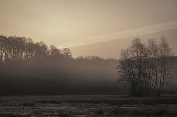 Forest in the rays of the sun, trees in the fog in the morning - obrazy, fototapety, plakaty