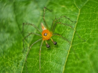 Macro the spider behind has a yellow body, with a green color, perched on a green leaf.
