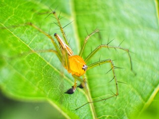 Macro the spider behind has a yellow body, with a green color, perched on a green leaf.