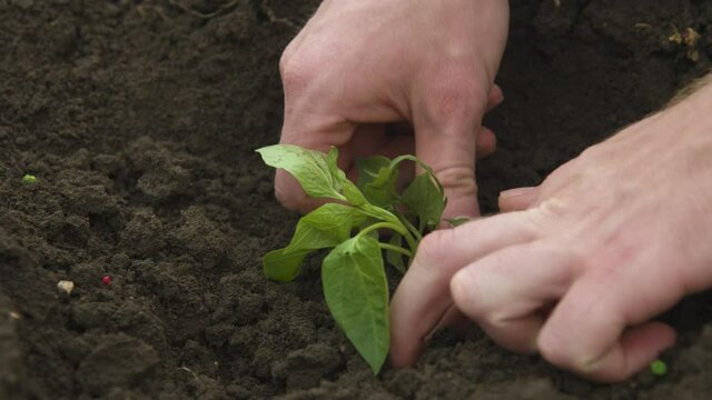 Close-up of the hand of a Caucasian white man straightening and planting seedlings of balgar pepper in the black earth. Smooth camrera movement high dynamic range