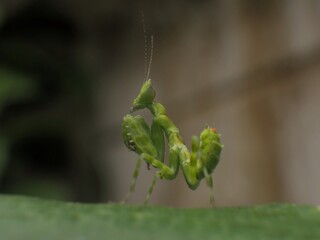 Praying Mantis standing on a green leaf.