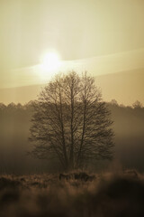 Autumn tree without leaves in the center of the frame at dawn. Beautiful autumn dawn