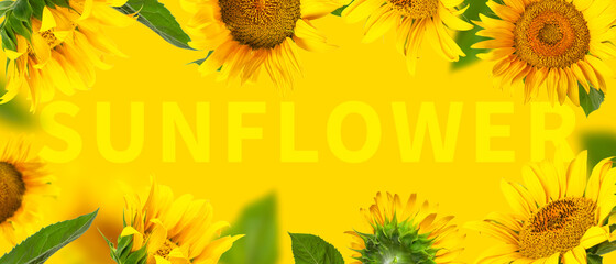 Frame made of Flying yellow sunflowers, green leaves on yellow background Flat lay. Beautiful...