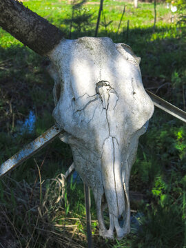 bull skull amulet with one horn near a rural house