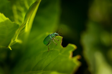 Beetle weevil (Otiorhynchus) eat green leaf. Close-up view of the insect