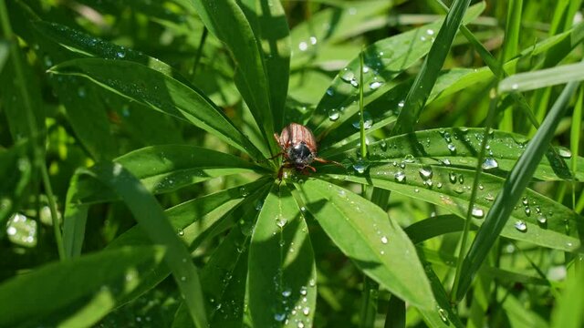 Close-up view 4K stock video footage of beautiful sunny summer morning landscape and insect brown beetle (June bug) sitting on green dewy wet leaf of lupin plant (lupine, lupinus) growing on meadow