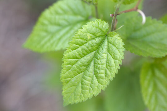 Green mulberry leaves
