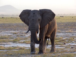 Naklejka na ściany i meble Kenya, afrique : éléphant dans le parc d'amboseli