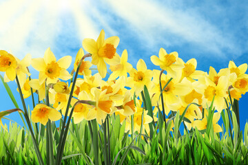 Fototapeta na wymiar Beautiful yellow daffodils outdoors on sunny day