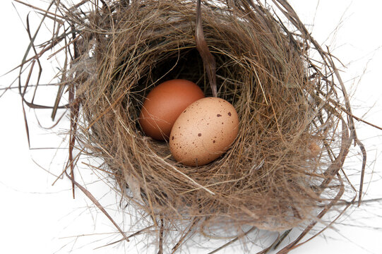 Eggs are hatched in isolated nests on white background.
