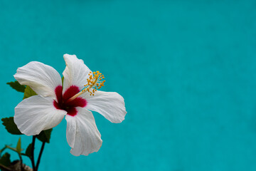 China Rose, white and red petals ,with yellow pollen stigma