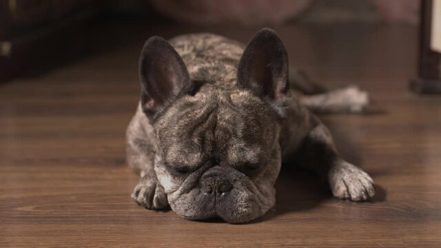 A cute pedigree dog French Bulldog alone at home lies on the floor, waiting for the bored owner. Joyless self-isolation, home quarantine. Sleep slumbers pet. Close-up of the muzzle of the face. 4k