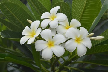 Obraz na płótnie Canvas white plumeria flowers
