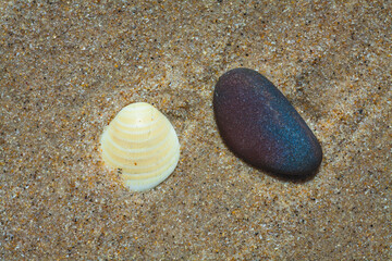 shell on the sand