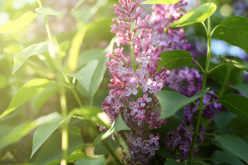 branches of lilac in the garden. sunset sun, close-up