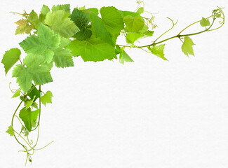Feuilles de vigne