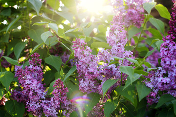 Obraz premium the sun's rays make their way through the beautifully blooming lilac bush. close-up