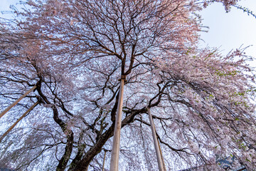 下から見上げる桜