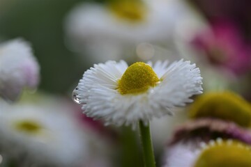 White Bellis Perennis after rain as a close up © Luise123