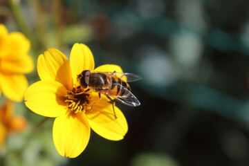 Honey bee on a yellow flower in the garden on springtime. Apis mellifera 