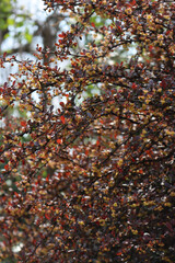 Berberis vulgaris or Berberis thunbergi with yellow flowers in the garden. Barberry branches in bloom