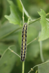Close-up of Pieris brassicae caterpillar on a lunaria plant. Caterpillar of white cabbage butterfly on a green plant