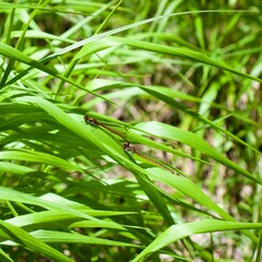 dragonflies in the tall grass