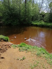 A lake with floating ducks, a sandy beach and a park with trees. Nature wallpaper.