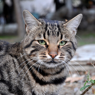 Portrait of beautiful striped cat