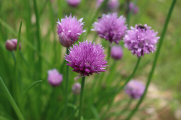 Chives or Allium Schoenoprasum in bloom with purple violet flowers and blossoms and green stems - obrazy, fototapety, plakaty
