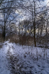 forest, river, sunrise