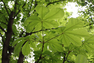 Fototapeta na wymiar Chestnut tree on springtime with new fresh green leaves on branches. Aesculus hippocastanum
