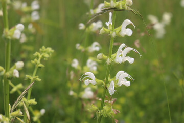 Salvia pratensis in bloom. Sage plant with white flowers in the meadow