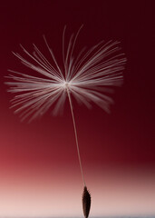 Vertical macro photography of an isolated seed of dandelion flower on the red background