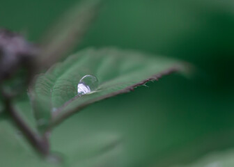 Horizontal macro moody photography of a single water drop on a green leaf