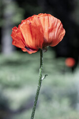 Close-up photography of a single red Papaver flower, blooming in a botanical garden at daytime