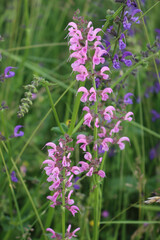 Salvia pratensis in bloom. Sage plant with pink and purple flowers in the meadow