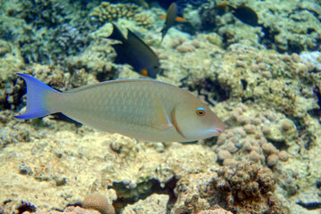 Naklejka premium Coral fish - Longnose Parrotfish - Hipposcarus harid in the Red Sea, Egypt 