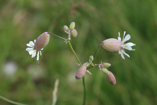 Silene plant with flowers in the meadow in summer season. Silene vulgaris also called Bladder campion or Catchfly