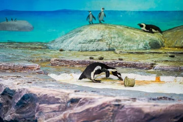 Tuinposter Penguin spotted ring penguin zoo © 文普 王