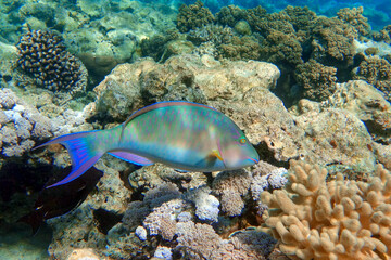 Naklejka na ściany i meble Coral fish - Longnose Parrotfish - Hipposcarus harid in the Red Sea, Egypt 
