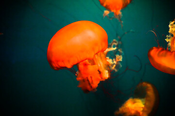 Pipe jellyfish close-up marine life