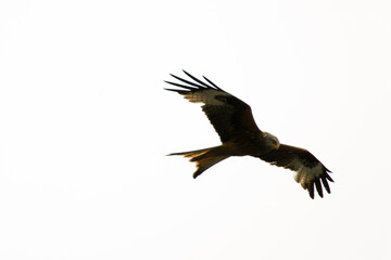 a red kite, milvus milvus, is flying in the air and is looking for feed