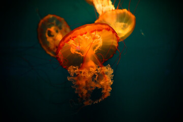 Pipe jellyfish close-up marine life
