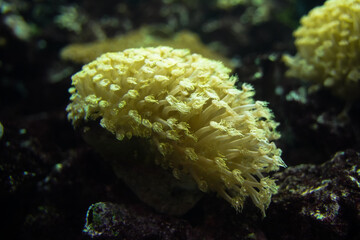Naklejka na ściany i meble Sea anemone close-up underwater sea anemone sea bottom