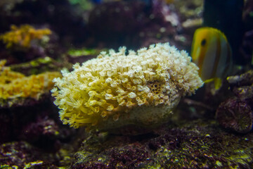 Naklejka na ściany i meble Sea anemone close-up underwater sea anemone sea bottom