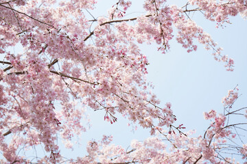 大阪城の枝垂れ桜